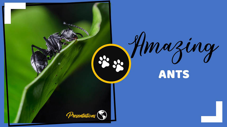 Free Insect Google Slides Themes and PowerPoint Templates for Presentations.