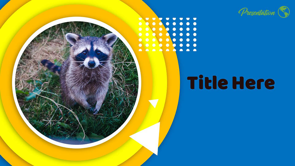 racoon slides